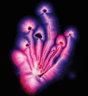 Antidepresivos de psilocibina? Estudio científico revela potencial de los hongos alucinógenos