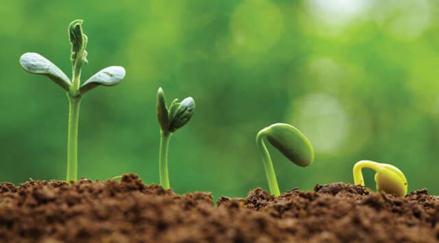 Vegetarianos? Las plantas tienen neuronas y son seres inteligentes.