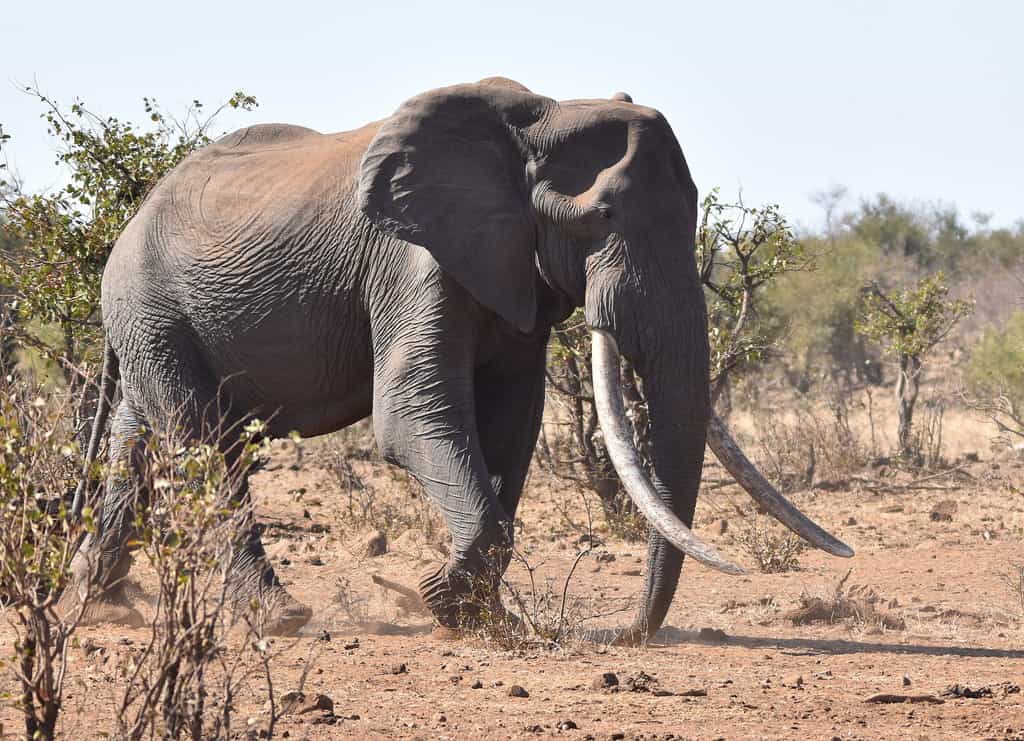 Elefantes africanos también en peligro de extinción