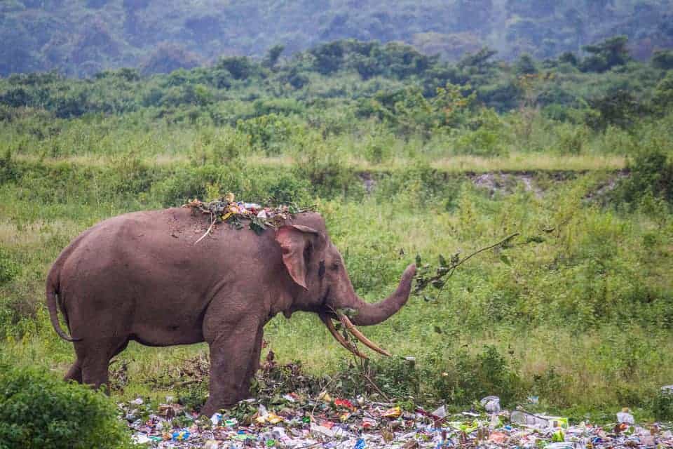 Elefantes comen basura para saciar su hambre