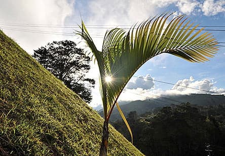 Cómo de Ciencia Ficción: La energía de las Plantas para producir electricidad.