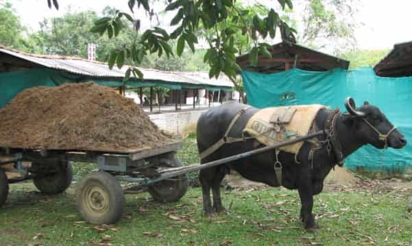 Con estiércol de animales los campesinos pueden generar gas para sus viviendas
