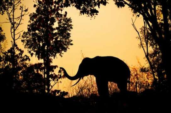 La ciencia afirma que el mundo está al borde de una nueva extinción masiva de especies