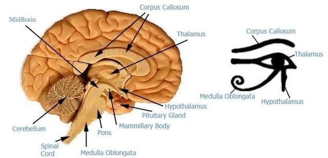 No vemos con los ojos sino con el cerebro