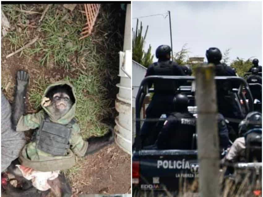 Tráfico Ilegal: Muere mono con chaleco antibalas en enfrentamiento entre policías y narcos en México