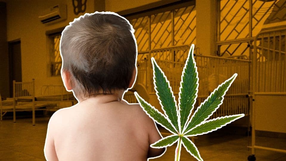 Consumir marihuana durante el embarazo trae riesgos para los bebés