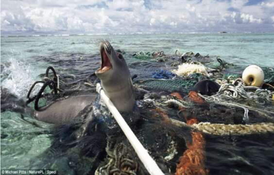 El deterioro de los océanos amenaza la alimentación global ¡Ciudades sintéticas!