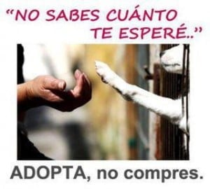 12 maneras de adoptar una mascota en Medellín