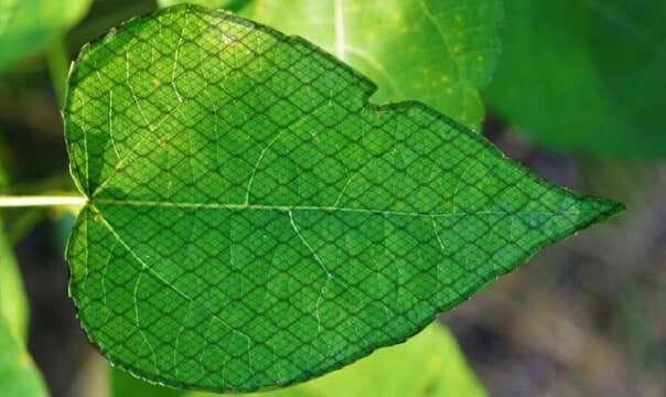 Así es: Fotosíntesis Artificial convierte el Dióxido de Carbono en Aire Limpio