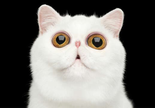 Las especies animales que también se drogan