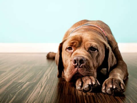 Los perros se deprimen cuando sus dueños los dejan solos