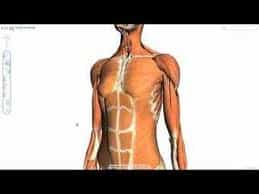 Prueba el nuevo Chrome con capacidad 3D (Webgl)