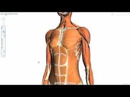 Prueba el nuevo Chrome con capacidad 3D (Webgl)