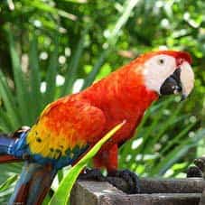 En peligro 346 especies de animales colombianos por tráfico ilegal