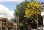 Los Guayacanes, un regalo por esta época de la naturaleza para Medellín