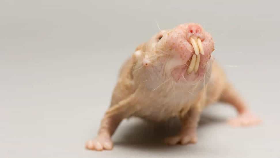 No envejeceremos, seremos inmunes al dolor y al cáncer como este animal