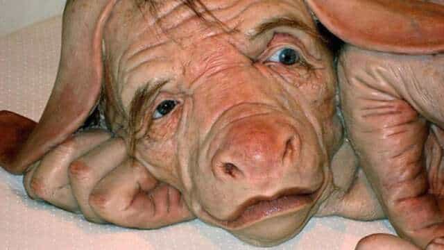 Fue creado un hibrido entre humanos y cerdos para cultivar órganos ¡Futuros artificiales!