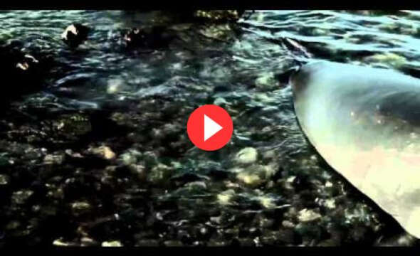 Video: Hiele – Elephant Seals