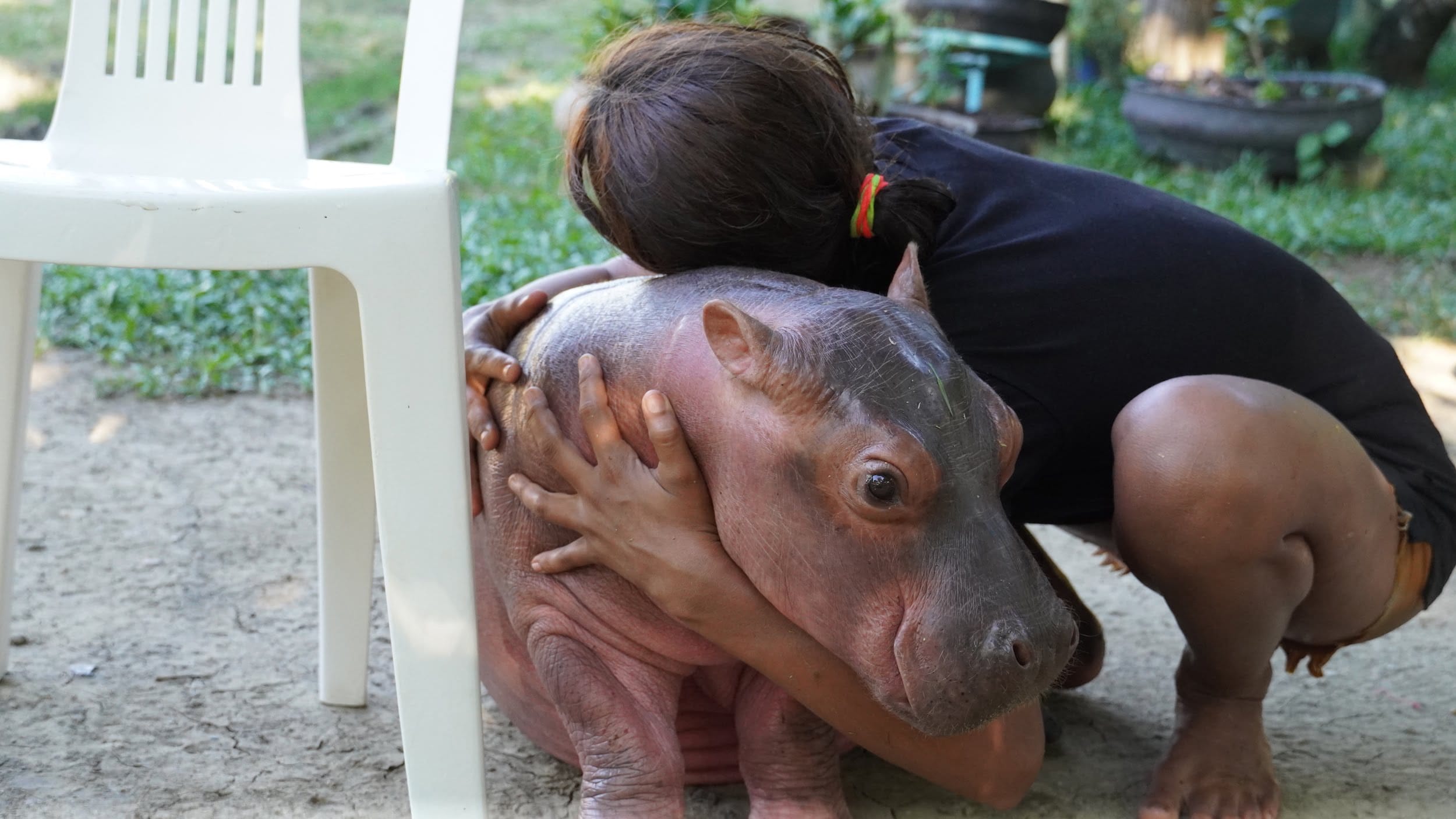En Antioquia tienen un Hipopótamo como mascota