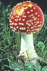 La historia Chamánica de Santa Claus y porque recogemos los regalos ( Hongos ) debajo del Árbol ( Pino )