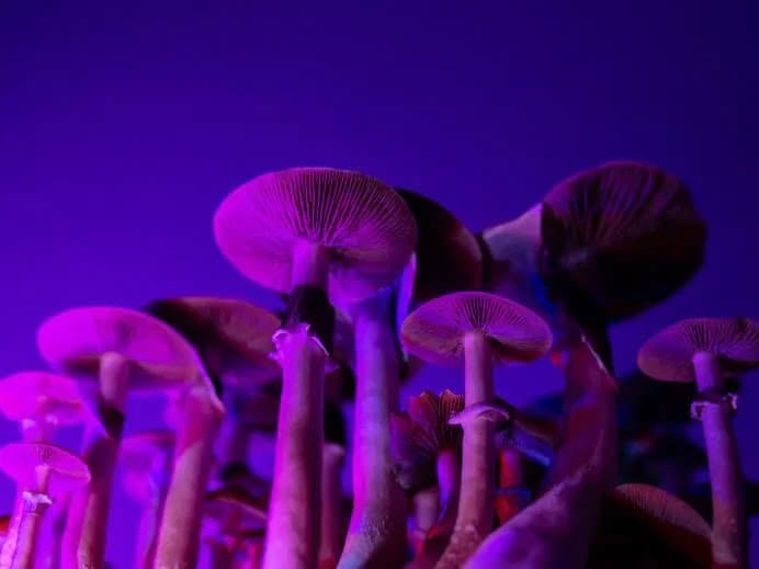 Despenalizan el consumo y venta de hongos y ayahuasca en San Francisco