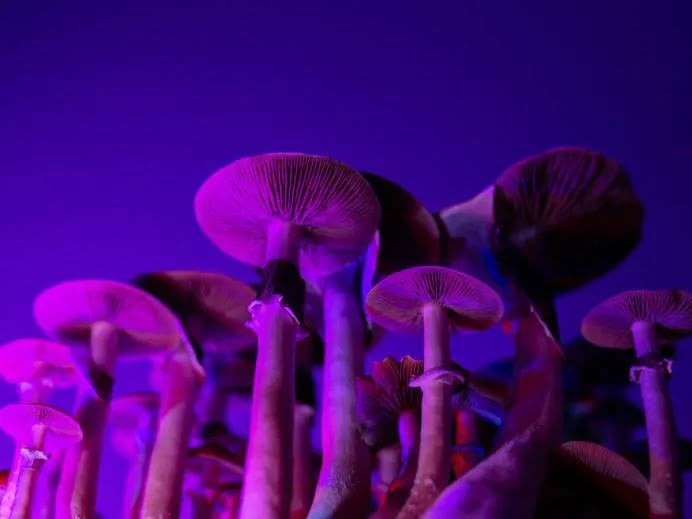 Despenalizan el consumo y venta de hongos y ayahuasca en San Francisco