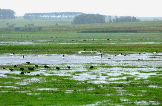 Los humedales están desapareciendo a ritmo alarmante