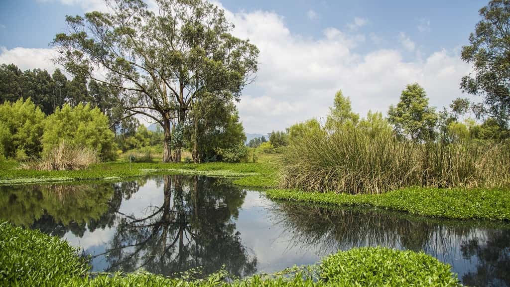 La mitad de los árboles y arbustos de Colombia están en peligro de extinción