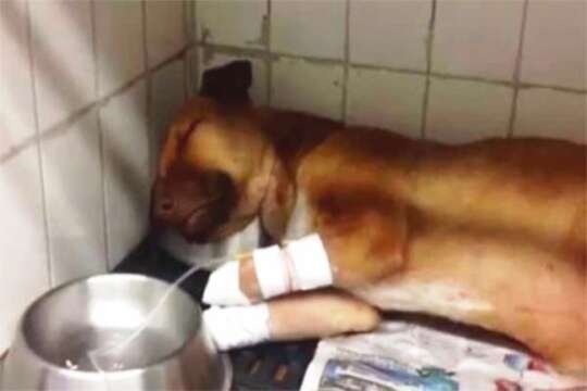 Convocan marcha en tres ciudades de Colombia por caso de la perrita Muñeca