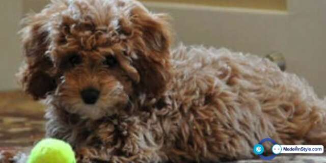 Primer Festival electrónico en Chocó, Quibdó