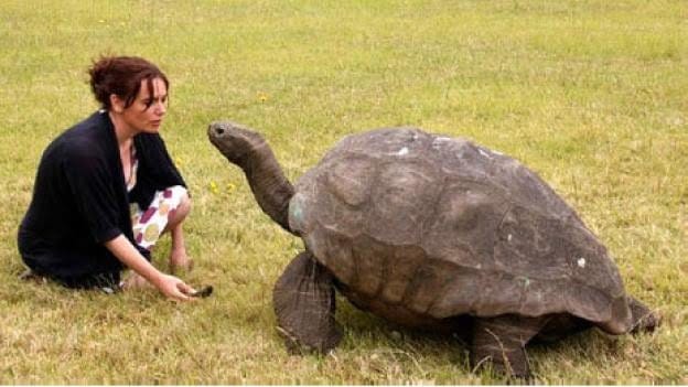 Jonathan el nuevo animal más viejo del mundo