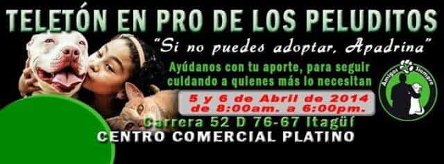 Este Sábado y Domingo Gran Teleton en pro de los animales sin un hogar (AMIGOS POR SIEMPRE Cl 59 55 b 24, Itagüi)