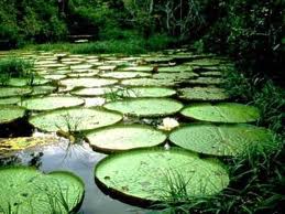 Google "JUNGLE" view en el Amazonas!