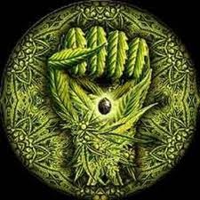 El actual status prohibido del cannabis es insostenible