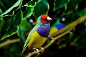 Hoy se celebra el Día Internacional de las Aves