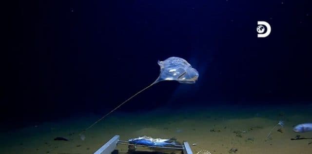 En la inmersión más profunda de la historia al océano se encontró plástico.