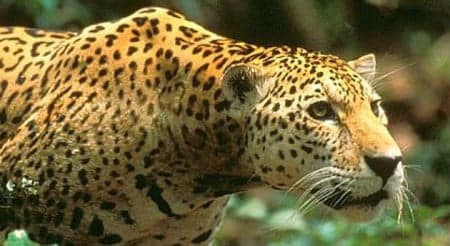 Costa Rica cambia sus zoológicos por parques botánicos