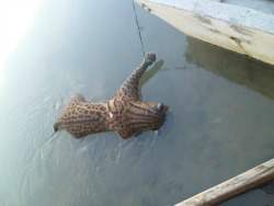 Aparece muerto un Jaguar en el Departamento de Antioquia en Sonsón