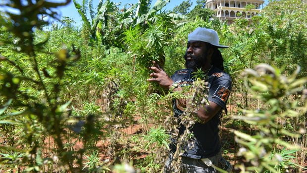 Jamaica: El Gobierno se propone despenalizar la tenencia de cannabis
