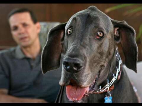 Falleció Jorge, el perro más grande que ha existido