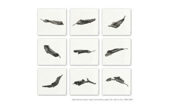 Taller de Ilustración científica en el MAMM.