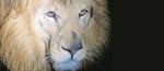 Nuevas biorregiones para los animales en el Zoológico Santa Fe en Medellín