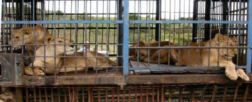 El Carmen de Viboral protesta por presencia de circo con animales