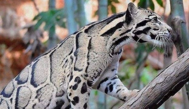 Esto si es de celebrar: reaparece leopardo nublado después de 30 años