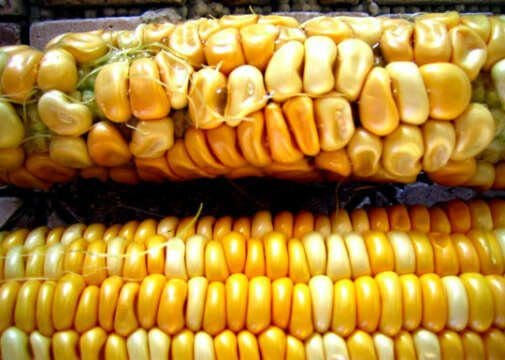 Monsanto pierde 156 millones de dolares en primer trimestre