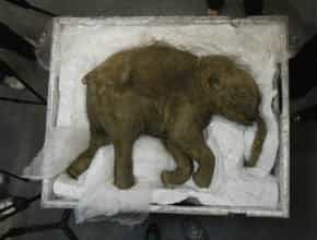 Células vivas de mamut podrían ser usadas para clonación