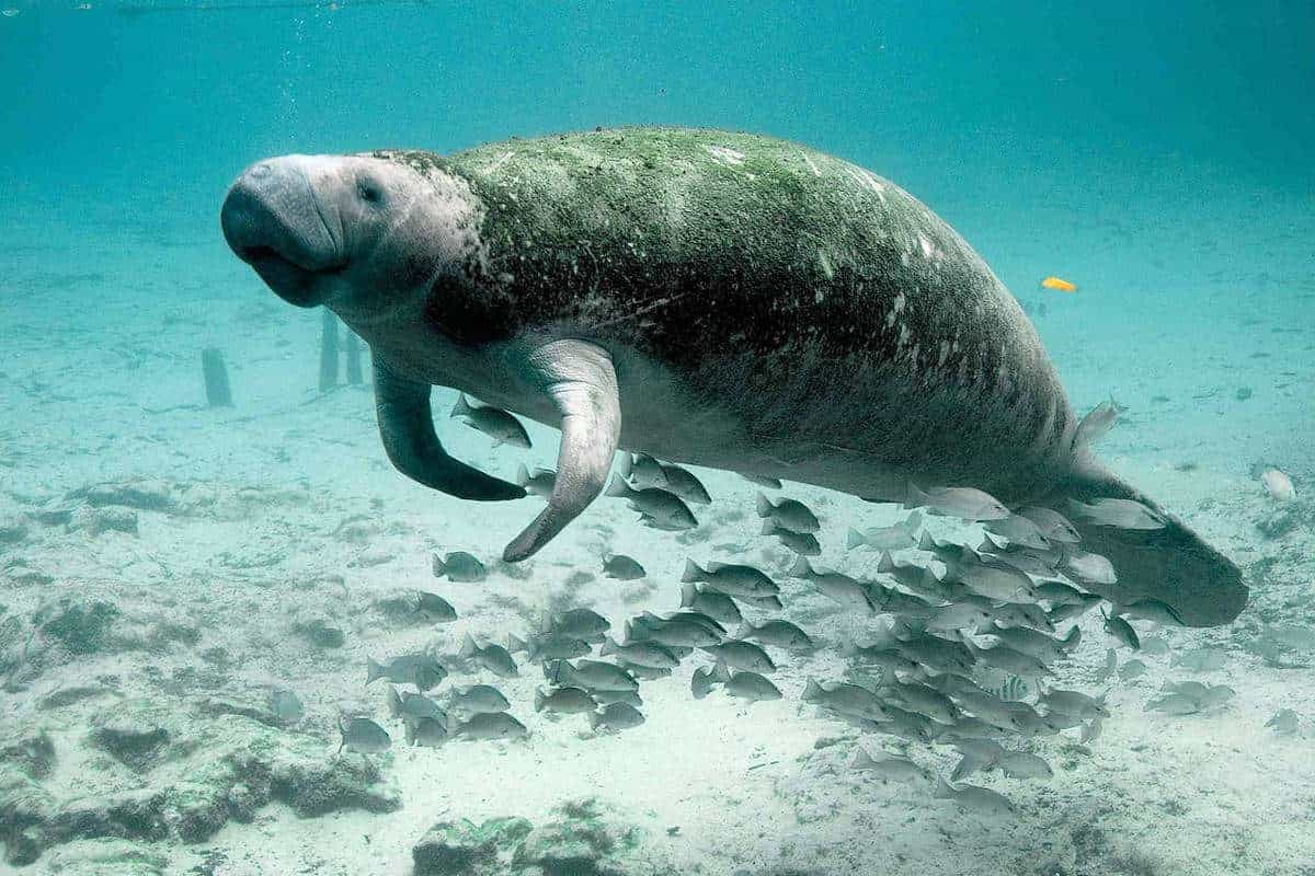 Alta mortandad de Manatíes en Florida