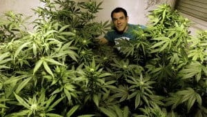 Alianza Verde apuesta por uso medicinal de la marihuana en Colombia