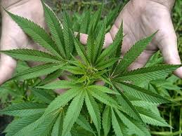 ¿Marihuana transgénica? Monsanto y Microsoft planean su marca y distribución legal