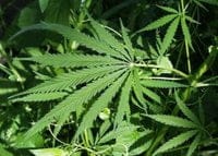 EE.UU.: El Instituto Nacional del Cáncer reconoce "los beneficios potenciales del cannabis terapéutico en pacientes con cáncer"